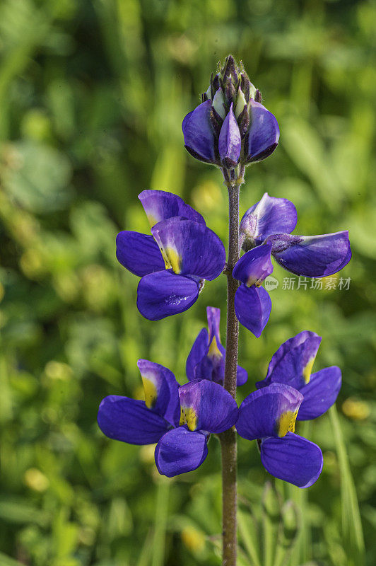 Lupinus nanus(“天空羽扇豆”、“田野羽扇豆”、“侏儒羽扇豆”、“海洋蓝色羽扇豆”或“道格拉斯年度羽扇豆”)，是原产于美国西部的一种羽扇豆。加州索诺玛县的马亚卡马斯山保护区。蝶形花科。